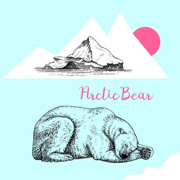 Sarkvidéki Medve Jégsalátával — Stock Vector