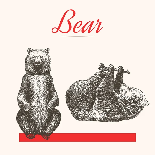Medvědi Červenou Čárou Vektoru Ilustrace — Stockový vektor
