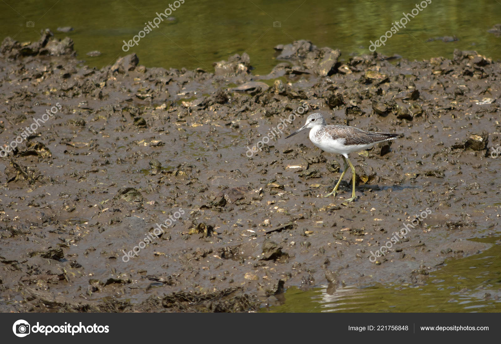 Chevalier Aboyeur Petit Oiseau Rivage Sur Plage Boueux