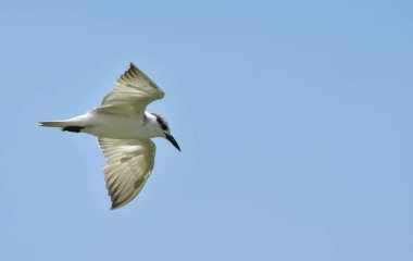 Bıyıklı sumru - beyaz bir su kuşu, açık, mavi gökyüzünde uçmak yukarıda. Orta Tayland balıkta arıyorsunuz.