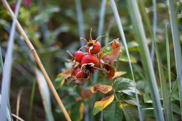 Yabani gül Bush sonbaharda çiçekli