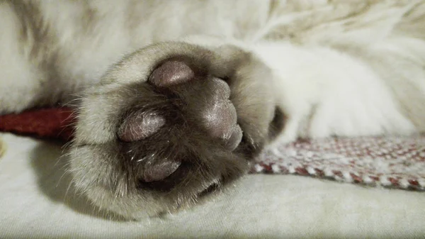 Cat Paws Close — Stock Photo, Image
