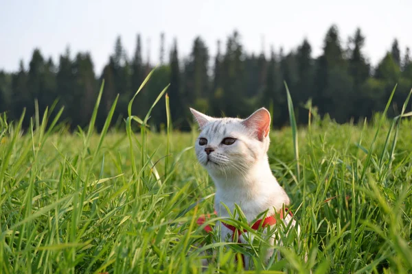 Die Britische Katzenzucht — Stockfoto