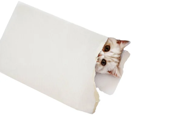 Gatinho Espreitando Para Fora Caixa Fundo Branco Raça Escocesa — Fotografia de Stock