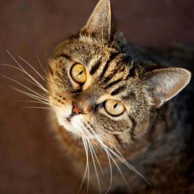 Aç kedi yiyecek için bekleyen yeşil gözlü. Sürpriz bir aç kedi portresi. Kaplumbağa renkli kedi.
