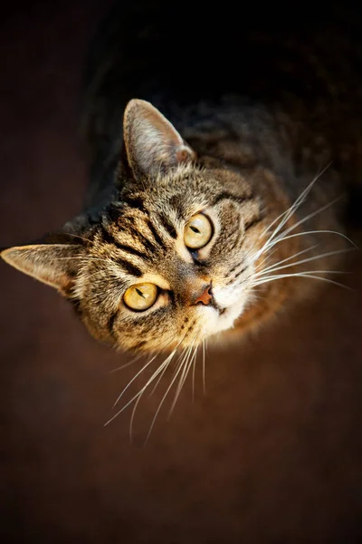 Gato Faminto Com Olhos Verdes Espera Comida Retrato Gato Com — Fotografia de Stock