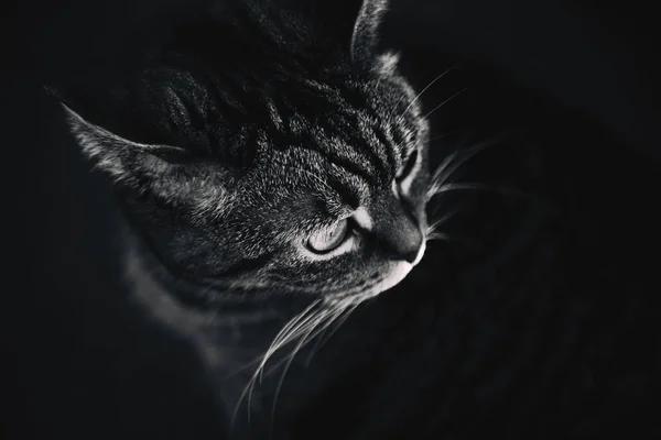 Gato Jovem Fundo Preto Bigode Longo Branco — Fotografia de Stock