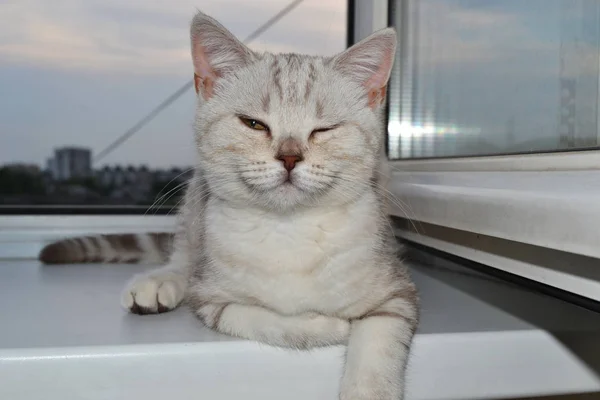 Britische Rasse Katze Zwinkert Auf Dem Fenster Liegend — Stockfoto