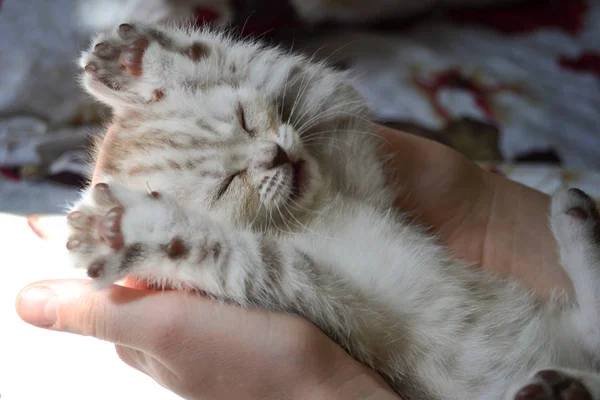 Gatinho Raça Britânica Pernas Expostas — Fotografia de Stock