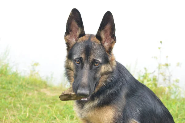 Bir taş dişlerini içinde tutan genç Alman çoban