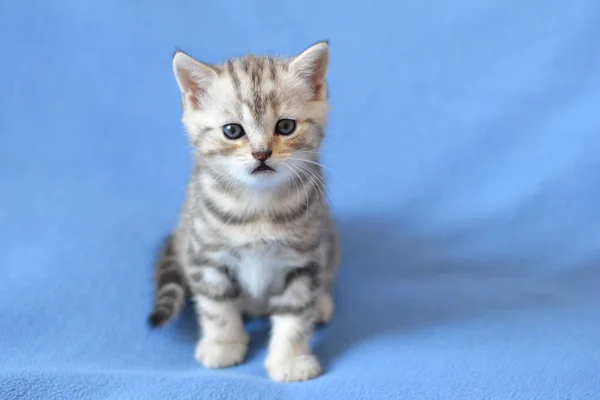 Gatito Raza Británica Está Sentado Una Manta Azul —  Fotos de Stock