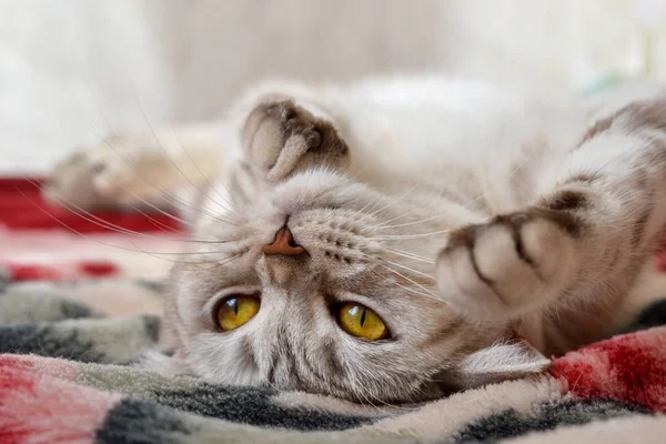 İskoç kedi portresi. Gri kedi güzel desenler ile.