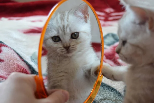 Kitten Race Britannique Regarde Dans Miroir — Photo