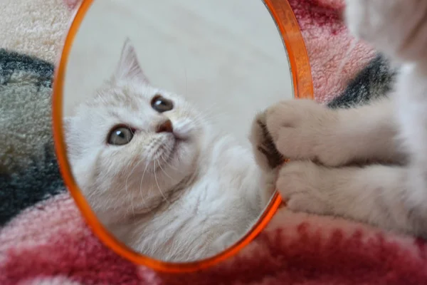 Yavru İngiliz doğurmak kendisi de aynaya bakar