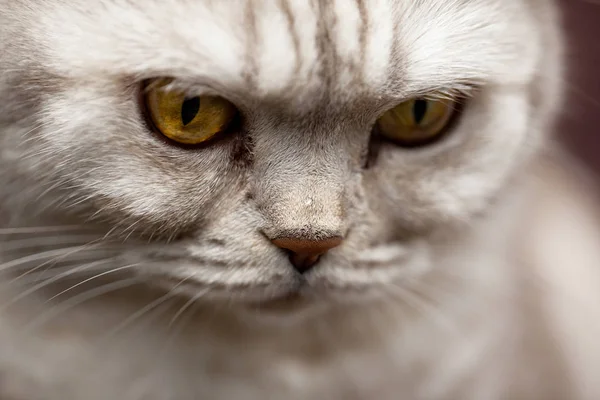 Schottische Katze Nahaufnahme Mit Einem Tropfen Wasser Auf Der Nase — Stockfoto