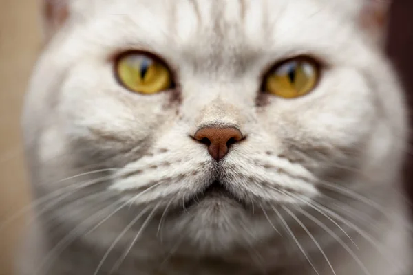 Kedi doğurmak closeup burun. Ciddi bir.