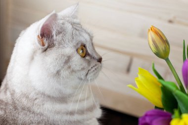 Kedi İngiliz doğurmak lale arıyor