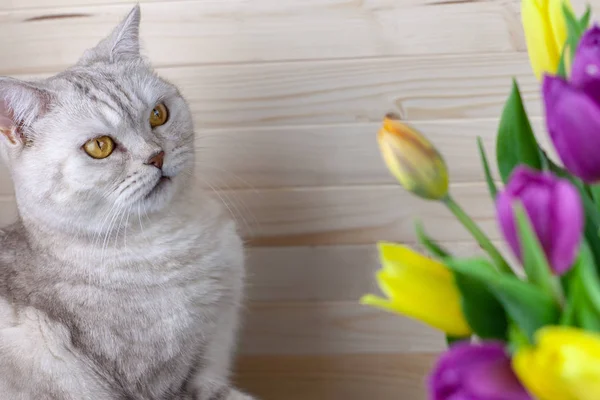 Nespokojení Kočka Dívá Kytice Tulipány — Stock fotografie