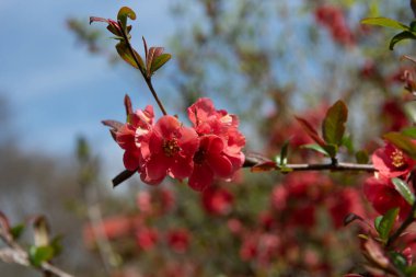Canlı kırmızı ayva çiçekleri Chaenomeles, yeşil yapraklı bir dalda açan çiçekler, açık havada, yumuşak bulanık bir arka planla yakalanmış..