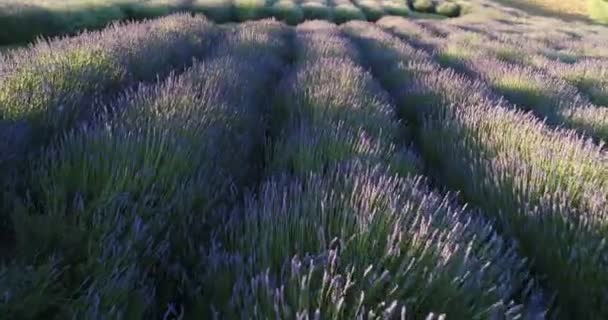 Lågt Flyg Över Sommaren Violett Lavendelfält — Stockvideo