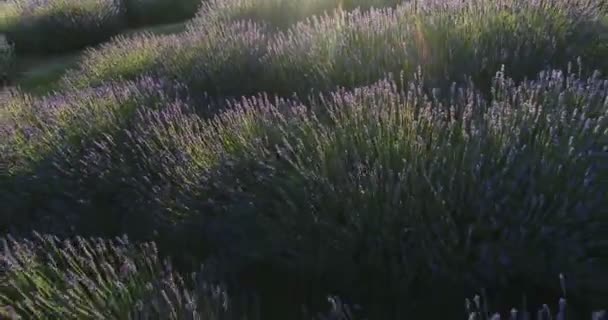 Vôo Baixo Sobre Campo Lavanda Violeta Verão — Vídeo de Stock
