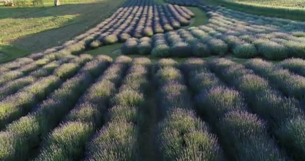 Low Flight Summer Violet Lavender Field — Stock Video