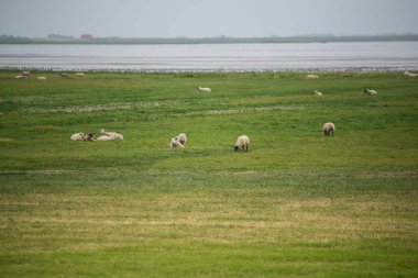 Koyun sürüsü Danimarka yeşil çayır üzerinde