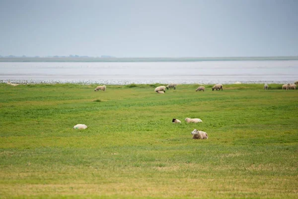 Kudde Schapen Groene Weide Denemarken — Stockfoto