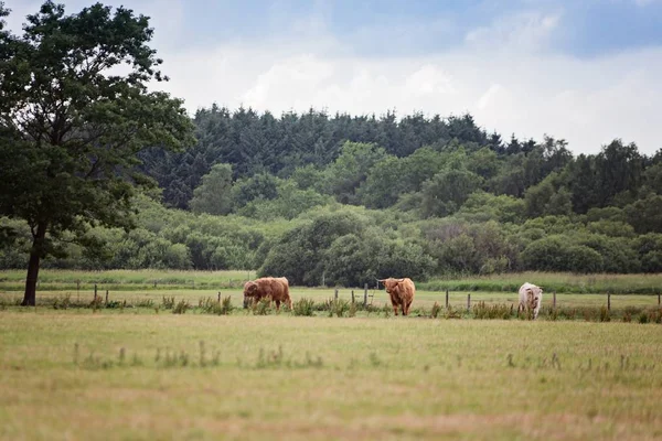 Schottische Hochlandrinder Weiden Auf Einer Weide Dänemark — Stockfoto