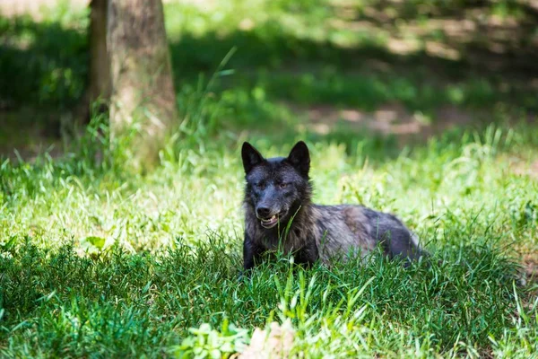 Lobo Perigoso Negro Descansando Floresta — Fotografia de Stock