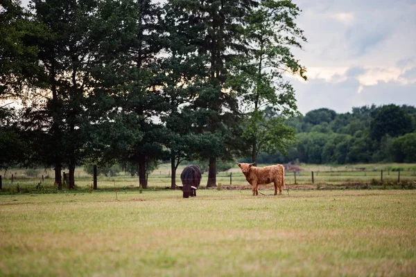 Schotse Highland Rundvee Koeien Grazen Weide Denemarken — Stockfoto