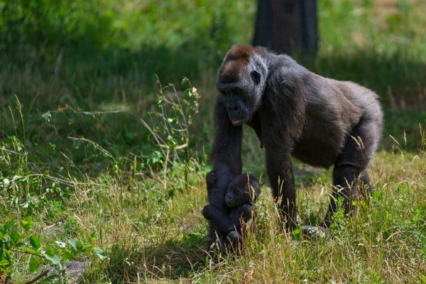 Schwarzes Gorillaweibchen Geht Und Hält Ihr Baby — Stockfoto