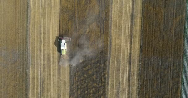 Drone Video Harvester Combine Working Field Summer Harvest Farm Works — Stock Video