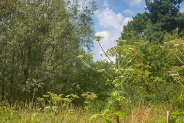 Dev hogweed tehlikeli zehirli bitki Sosnowski'nın hogweed olarak da bilinir