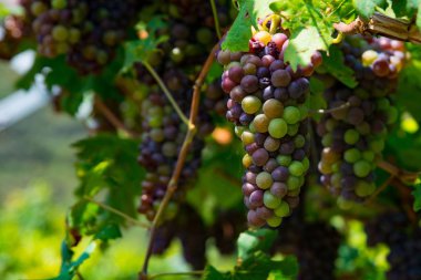 Kuzey İtalya'daki bağ plantasyon. Kırmızı koyu şarap üzüm İtalya bir üzüm çiftlikte ağaç üzerinde