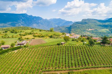 Hava dron görünümü, Kuzey Italya'nin bir bağ çiftlikte. Kırmızı koyu şarap üzüm İtalya bir üzüm çiftlikte ağaç üzerinde