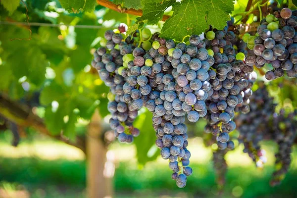 Tmavě Vinných Hroznů Stromě Plantáži Hrozny Itálii Vinici Plantáží Severní — Stock fotografie