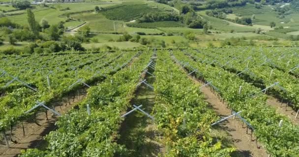 Deo Drone Aéreo Plantação Vinhas Norte Itália Uvas Vinho Tinto — Vídeo de Stock