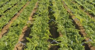 Bağ Ekim Kuzey İtalya'daki hava dron video. Kırmızı koyu şarap üzüm İtalya bir üzüm çiftlikte ağaç üzerinde