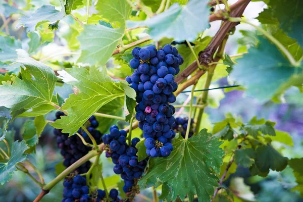 Purple Grapes Tree Summer Italian Vineyard — Stock Photo, Image