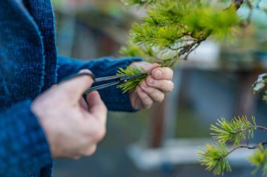 Genç adam budama Japon bonsai ağacı. Bonsai sanatçısı
