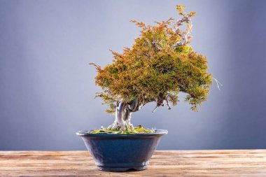 Japon bonsai ağacı gri arka plan üzerine tencerede. Bonsai sanatı.