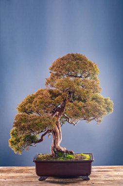 Bonsai ağacı gri arka plan üzerine tencerede. Bonsai sanatı.