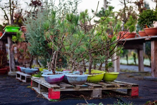 Açık Havada Tencerelerde Ahşap Masa Üzerinde Büyüyen Bonsai Ağaçlar Bonsai — Stok fotoğraf