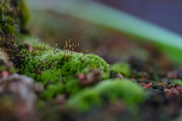 Cerrar Foto Macro Musgo Liquen Enyesado Bonsái Árbol Árbol Bonsai — Foto de Stock