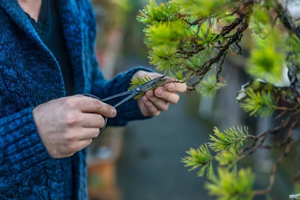 Young Man Pruning Japanese Bonsai Tree Bonsai Artist — Stock Photo, Image