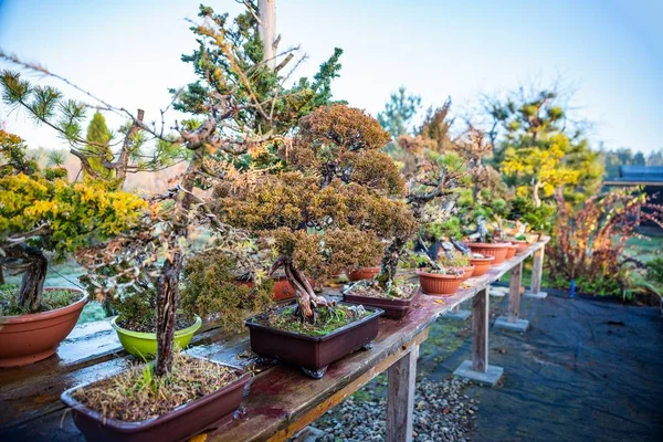 Bonsai trees on wooden table in bonsai farm