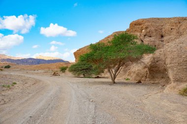 Yeşil ağaç çölde. Negev Çölü İsrail ağaçta