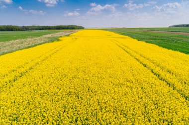 Sarı kolza alanının hava aracı görüntüsü