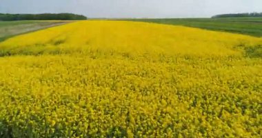 Baharda sarı tecavüz alanı Hava Drone video